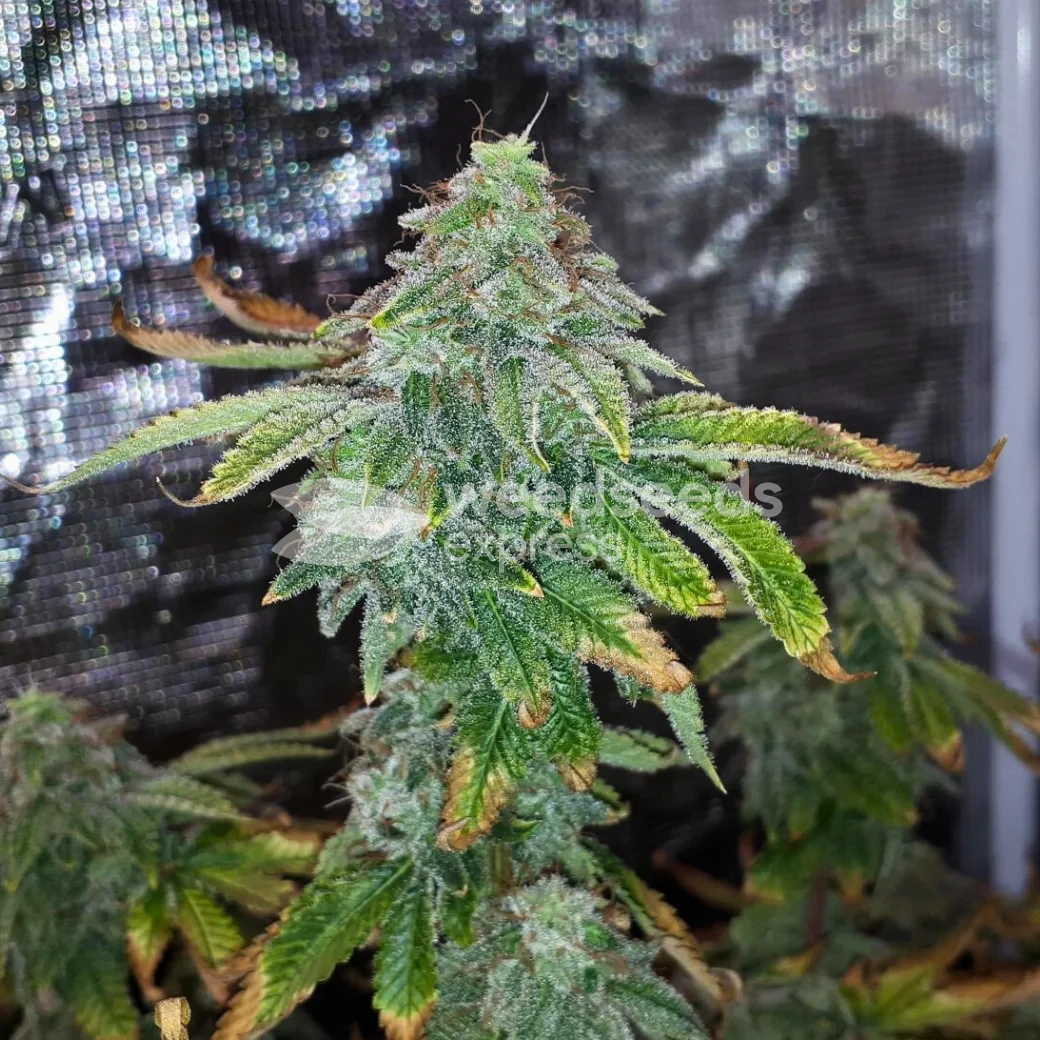 GMO Cookies Feminized by WeedSeedsExpress grown by Rock_n_Roll_Randy
